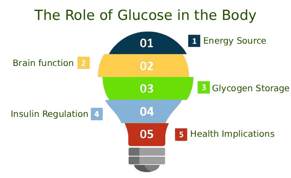 Glikozun Vücuttaki Rolü